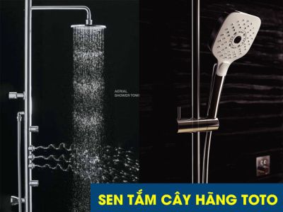 Top 10 hang sen cay tot nhat 01